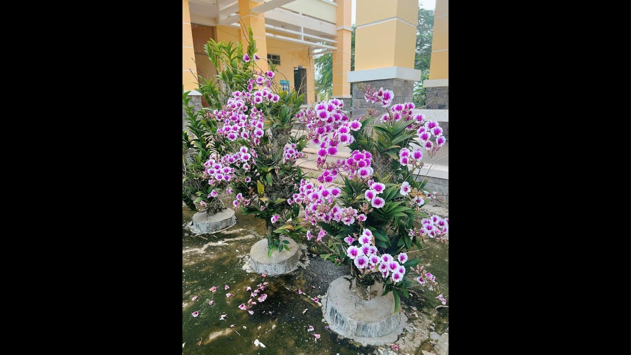 🌸VƯỜN LIVE DÉNDRO, vũ nữ, hồ điêp... Hotline : 0907199997 (Loan)