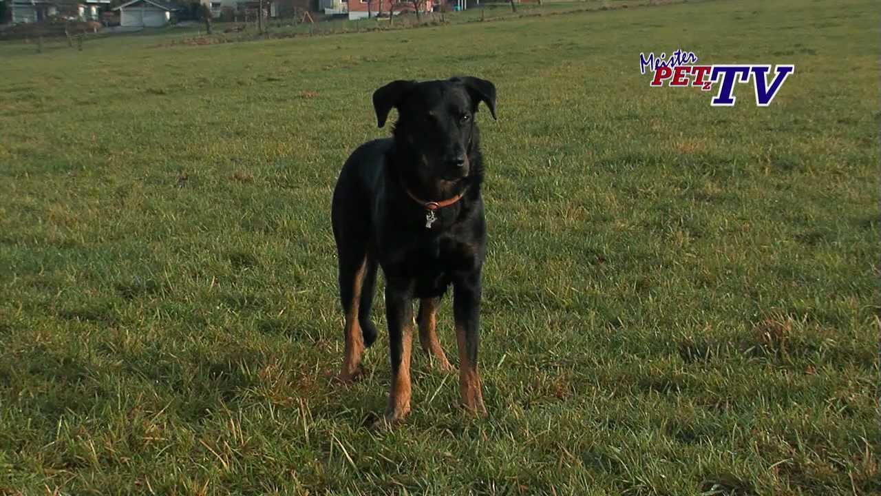 Berger de Beauce (Beauceron): Informationen zur Rasse