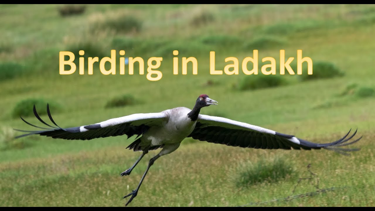 Birding in Ladakh - Aug 2022