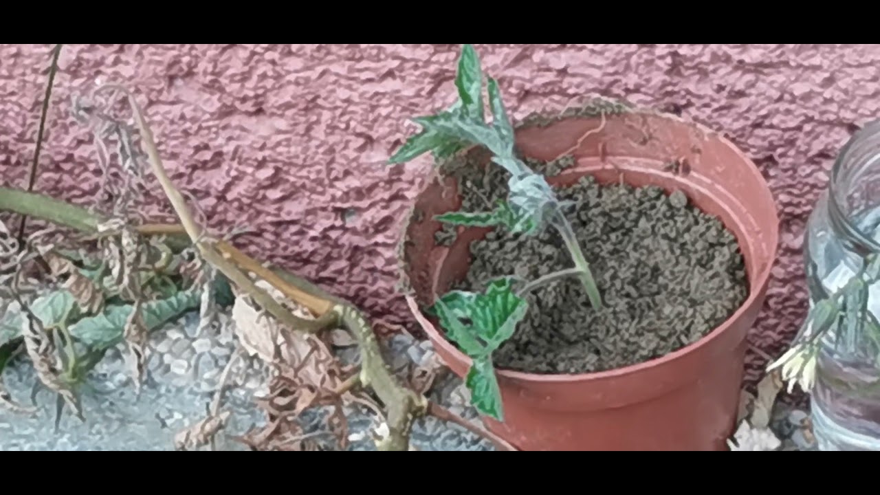 Tomaten Steckling überwintern