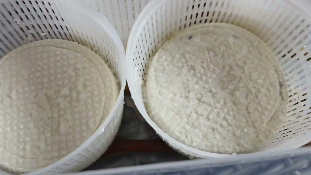 Facciamo il Gorgonzola in casa