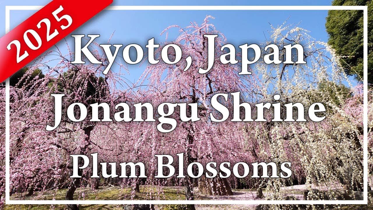 Jonangu Shrine. 150 weeping plum trees have finally bloomed in the shrine garden.