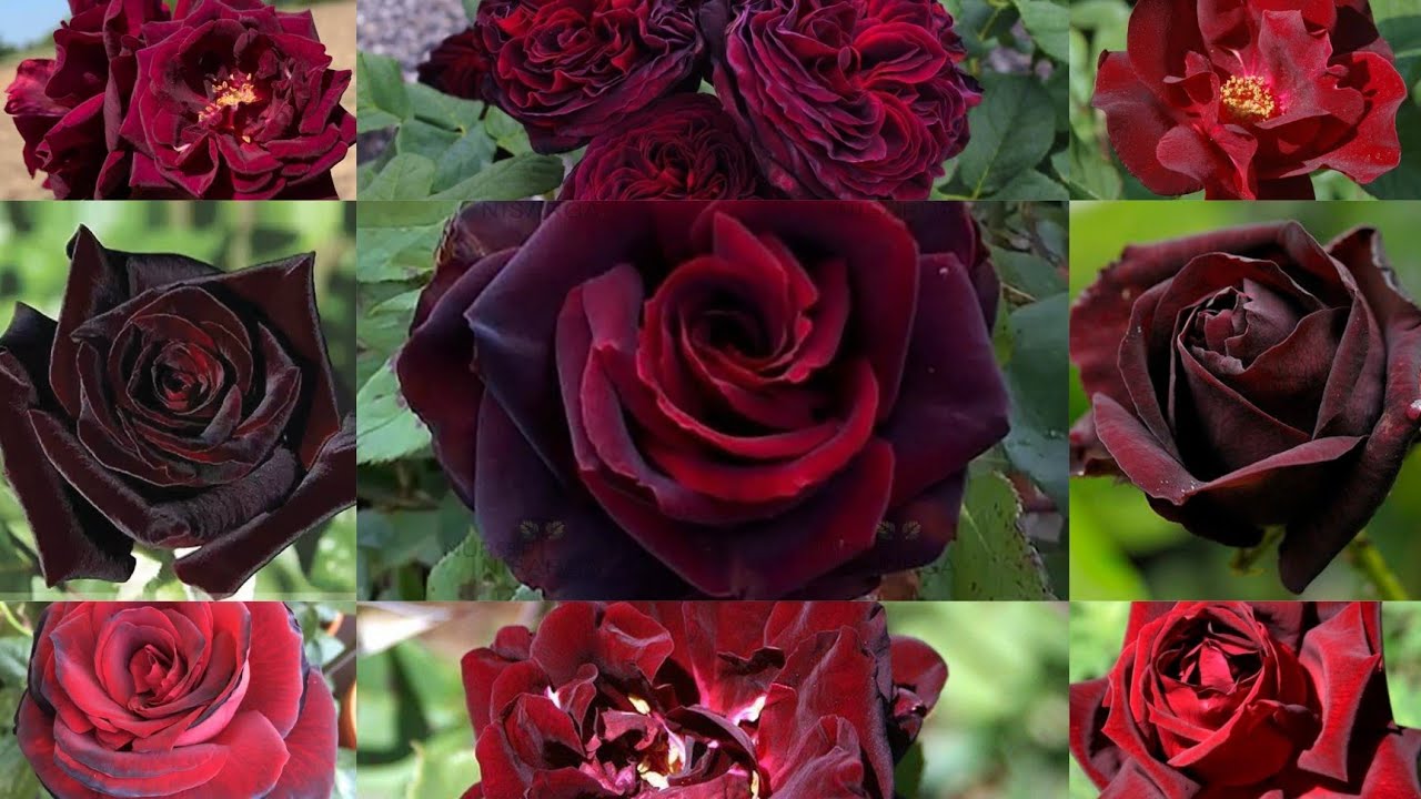 TOP 30 AMAZING BLACK ROSES