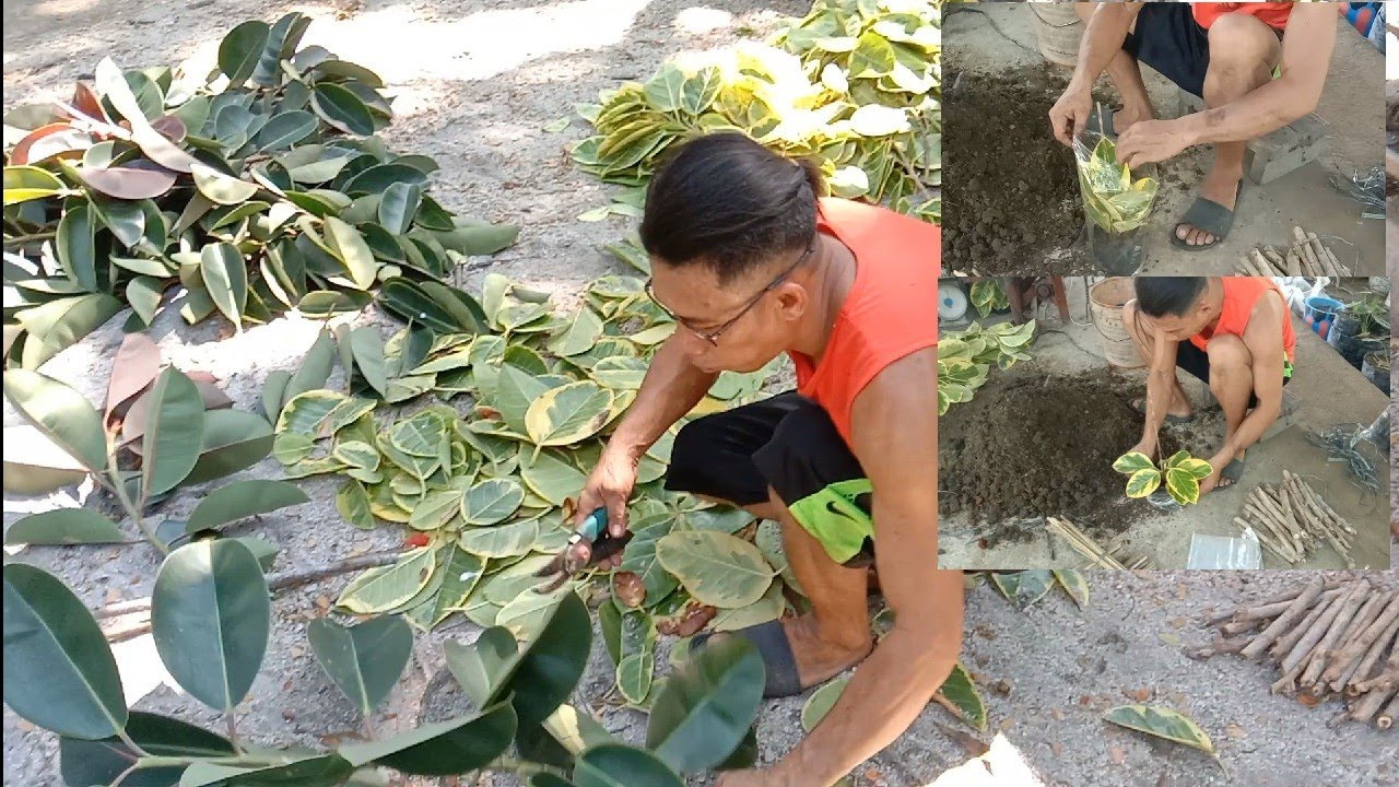 Rubber tree plant cuttings propagation. icu