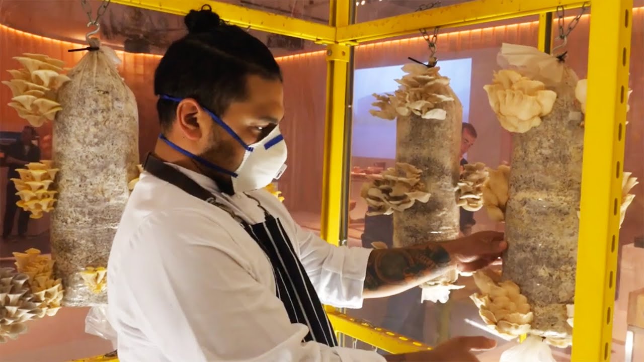Museum Mushroom Farm | FOOD: Bigger than the Plate