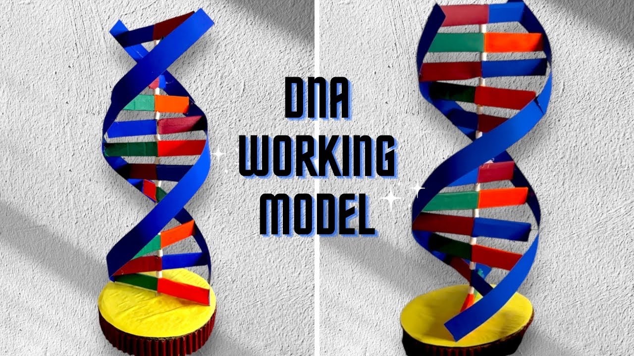 DNA working model with cardboard/ 3D DNA science project/ DNAstructure working model/ science fair