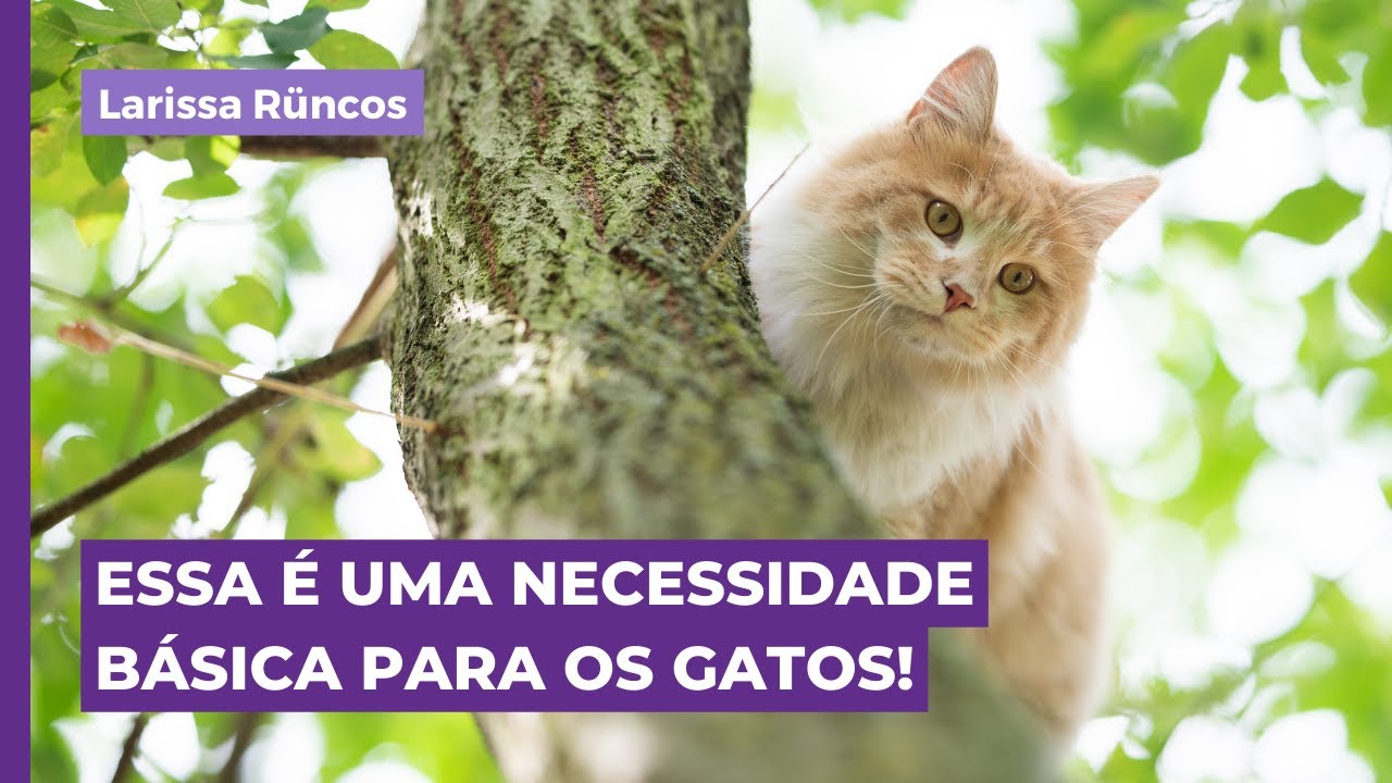 ENRIQUECIMENTO VERTICAL É UMA NECESSIDADE BÁSICA PARA OS GATOS!