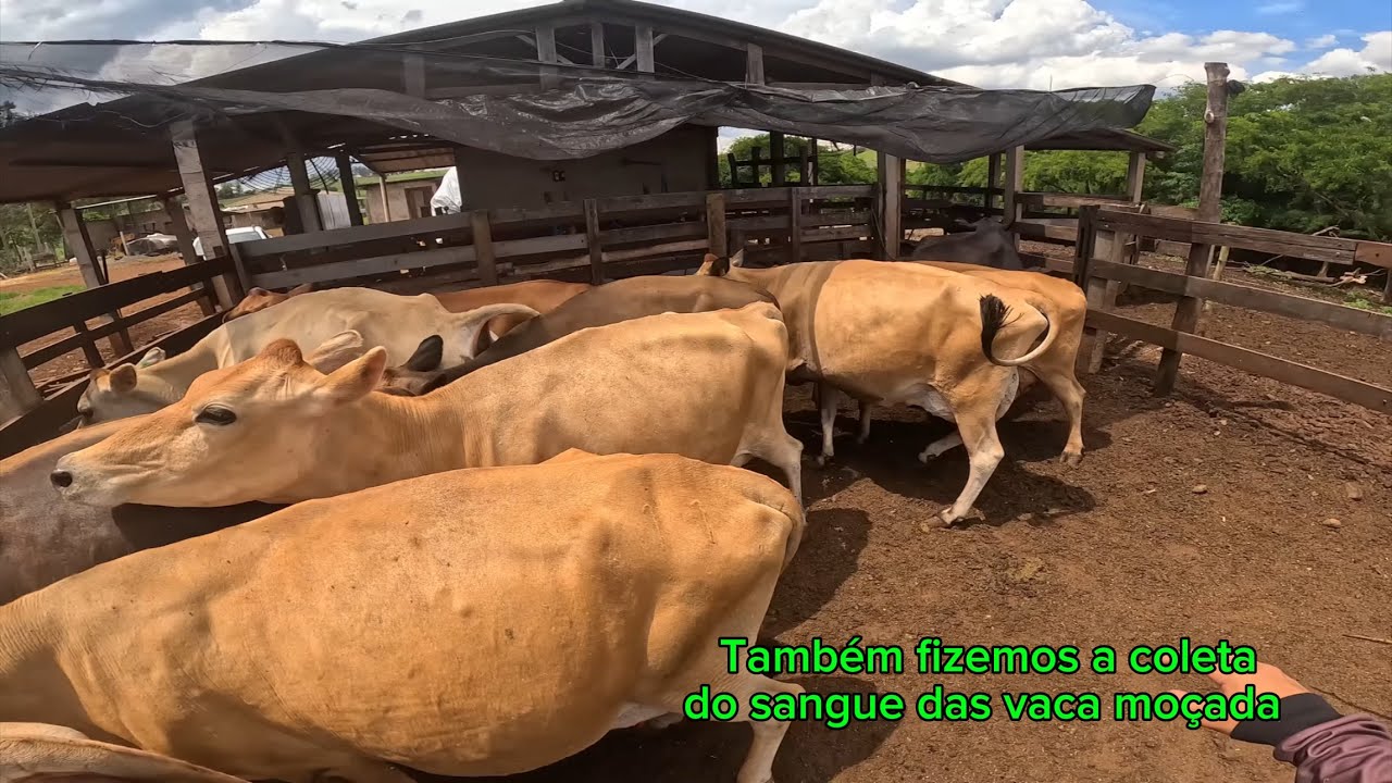 FAZENDO EXAME DE BRUCELOSE NAS VACAS