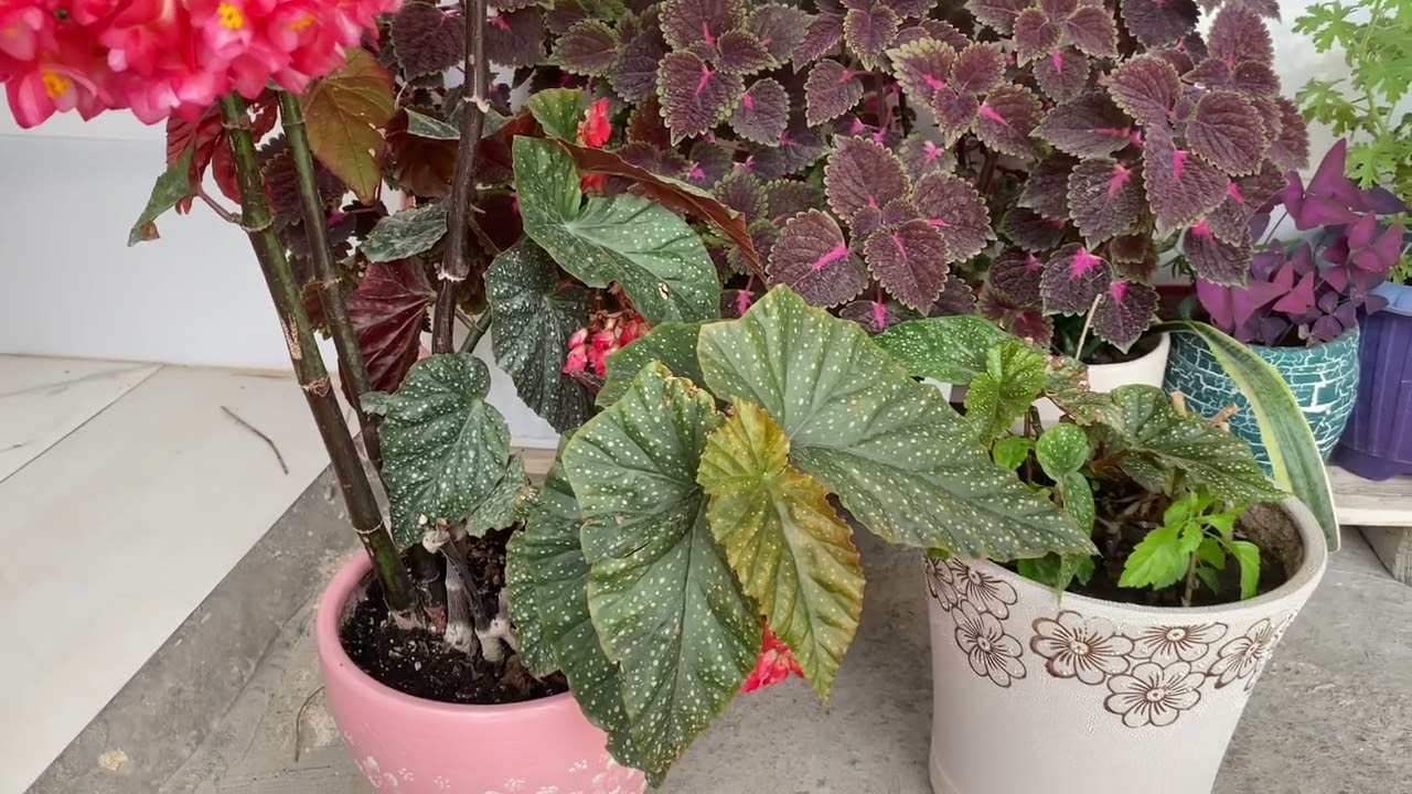 چۆنیەتی گەشە کردن و زۆرکرنی بیگۆنیا(begonia)