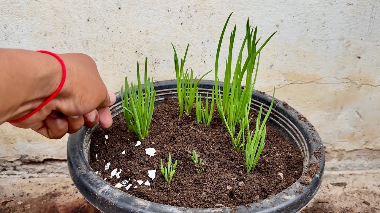 Daily Life In My Home_Fetilizers To Plants Garlic_Add Eggshells And Fertilisrs.