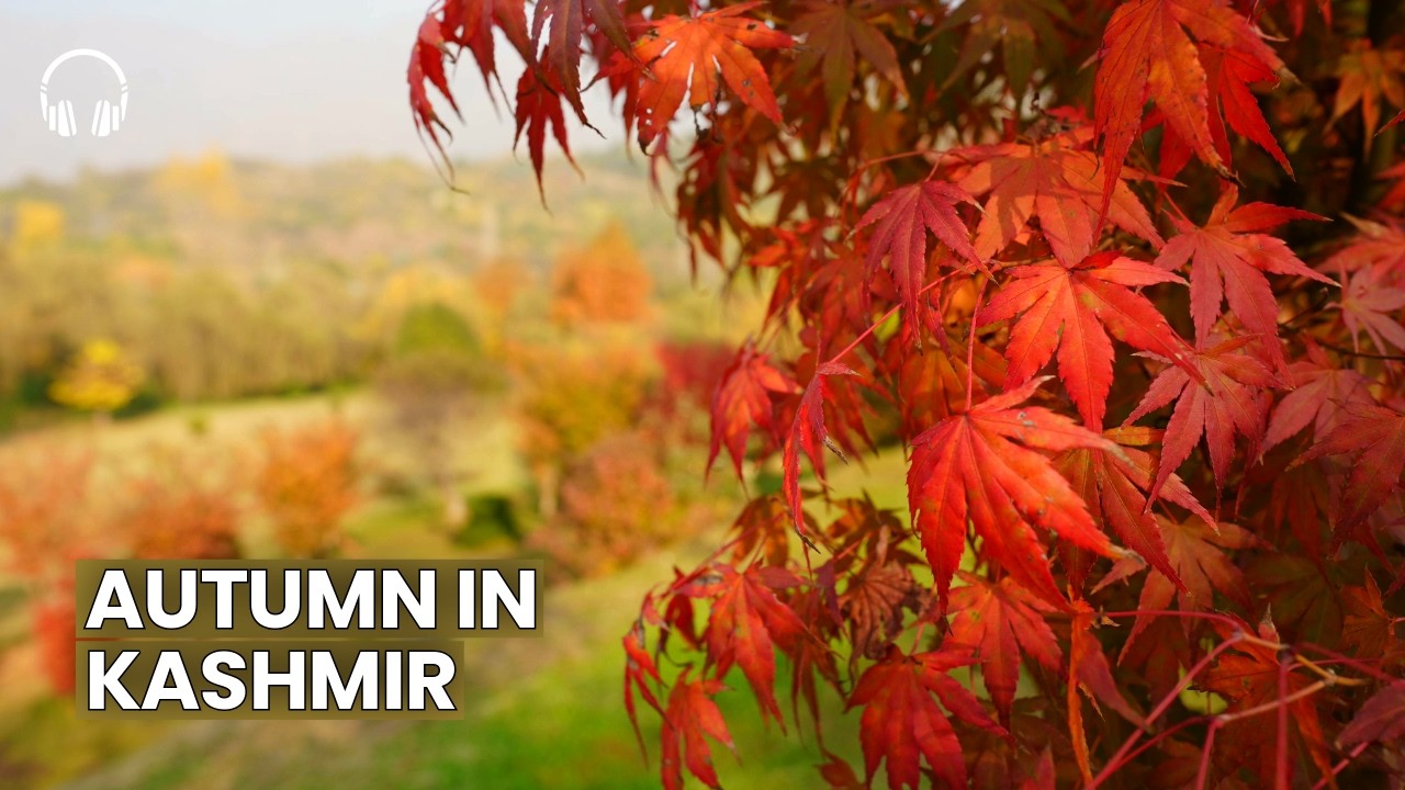 Relaxing Kashmir’s Golden Autumn Walk 🍁 | Srinagar Walking Tour | 4K + Binaural Audio | Slow Tv
