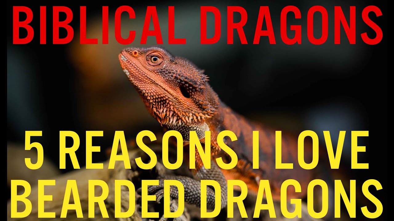 5 Reasons I love Bearded Dragons