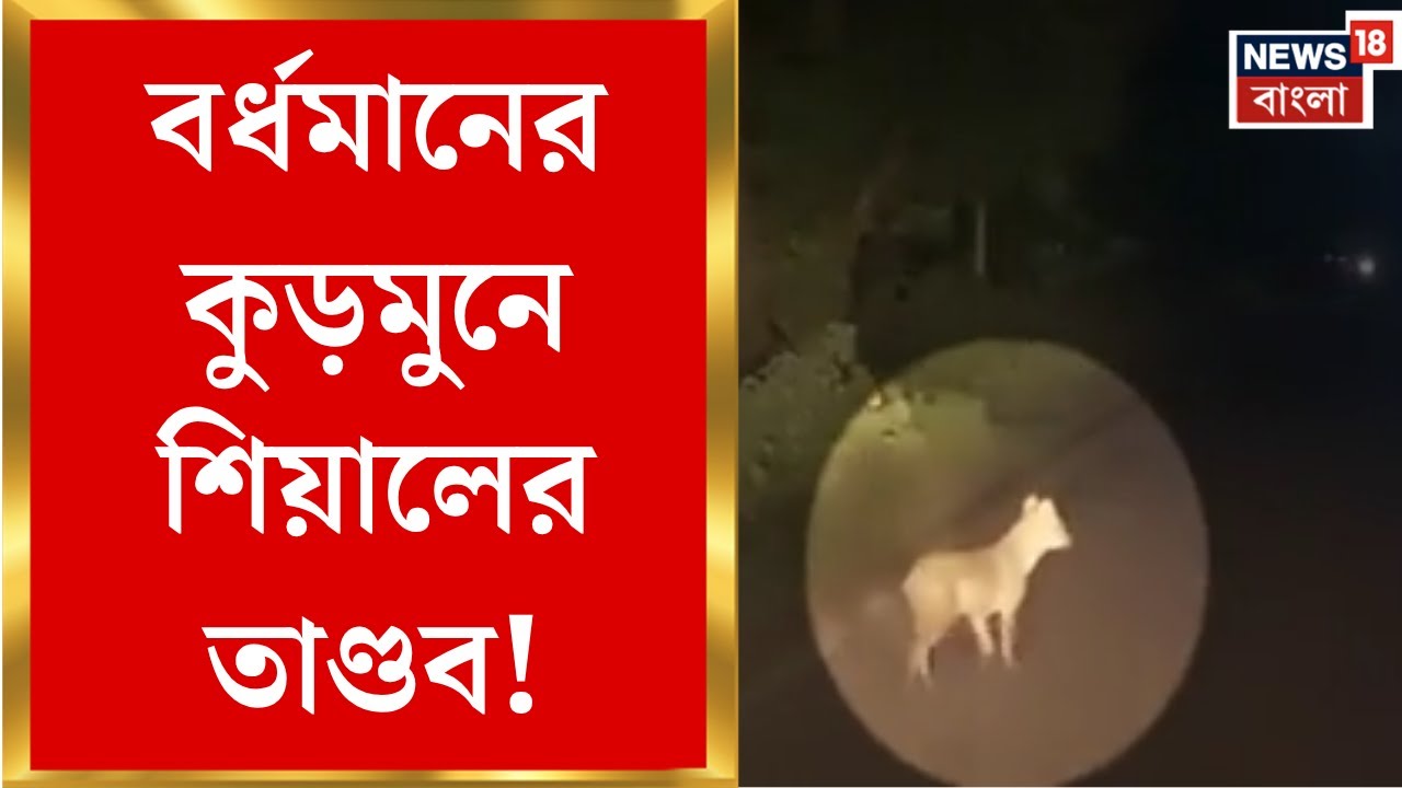 Bardhaman News | শিয়াল-আতঙ্কে খেতে যেতে ভয়! বর্ধমান  কুড়মুনে কৃষকদের দুশ্চিন্তা চরমে | Bangla News