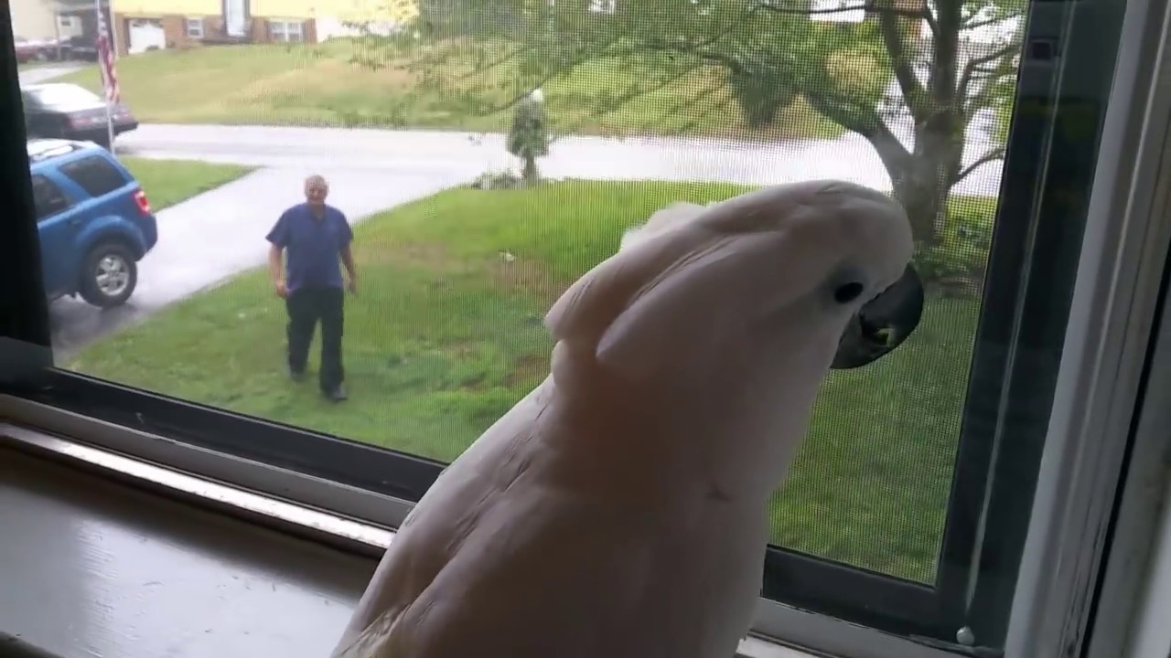 Daddys Home, Onni Cockatoo!!