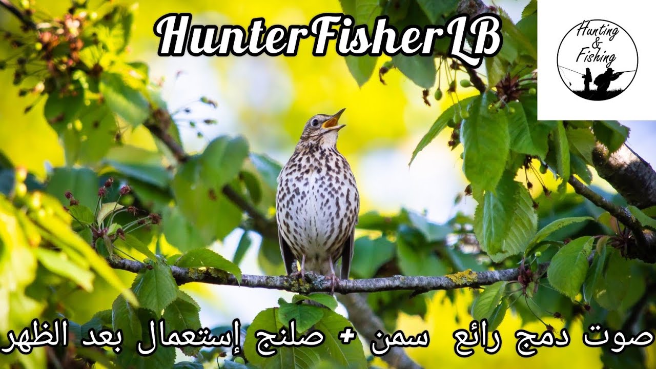 أفضل صوت دمج سمن+صلنج للصيد بعد الظهر ( ٣ أصوات سمن + ٣ صلنج). Best Call Mix Song Thrush + chaffinch
