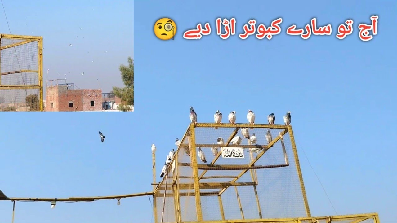 Aj To Sare Hi Kaboter Urah Diye 🧐