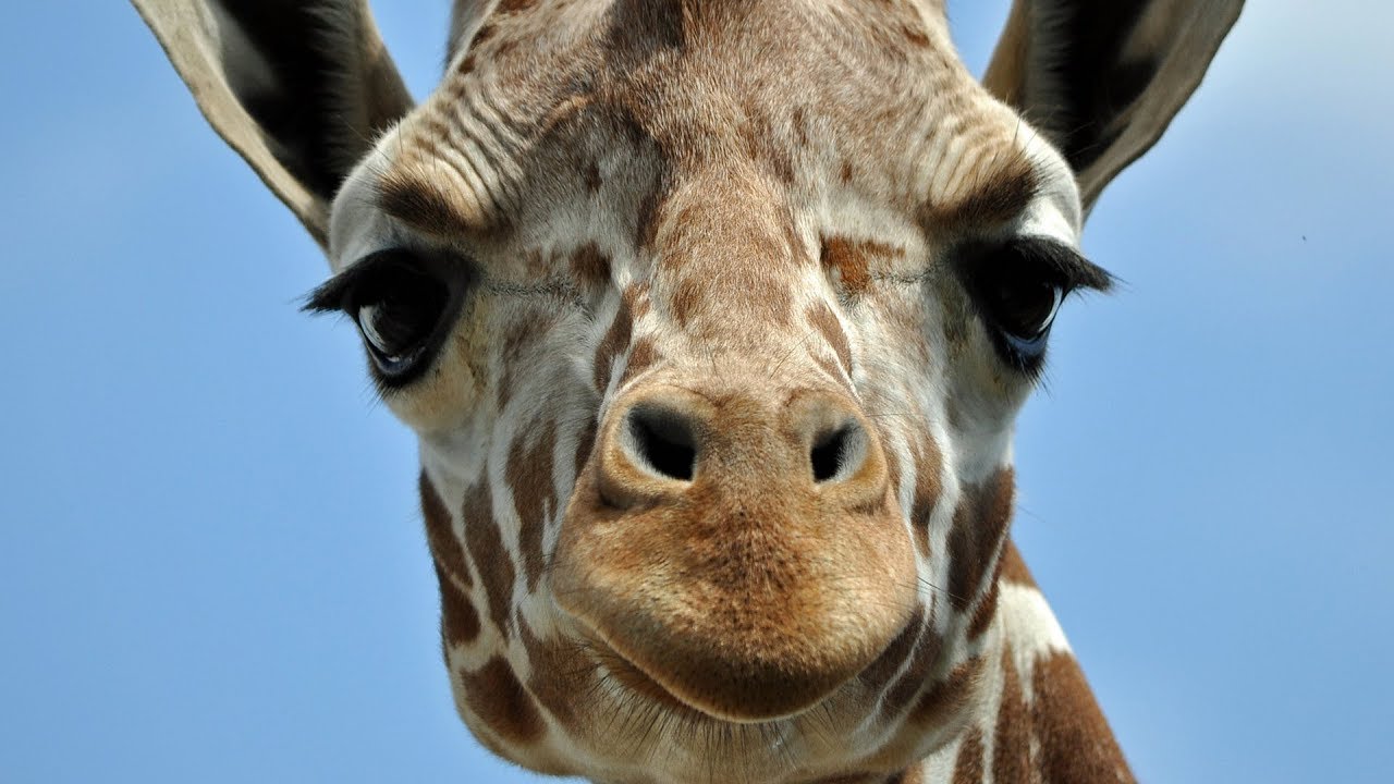Crazy Facts You Didn't know About Giraffes