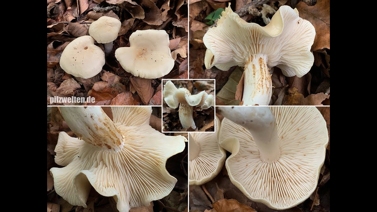 Pilzportrait - Unversch&auml;mter Ritterling, Tricholoma lascivum |  Agaricus lascivus, Gyrophila lasciva
