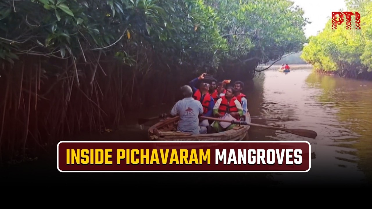 Pichavaram Mangrove Forest: Cuddalore’s serene ecological wonder