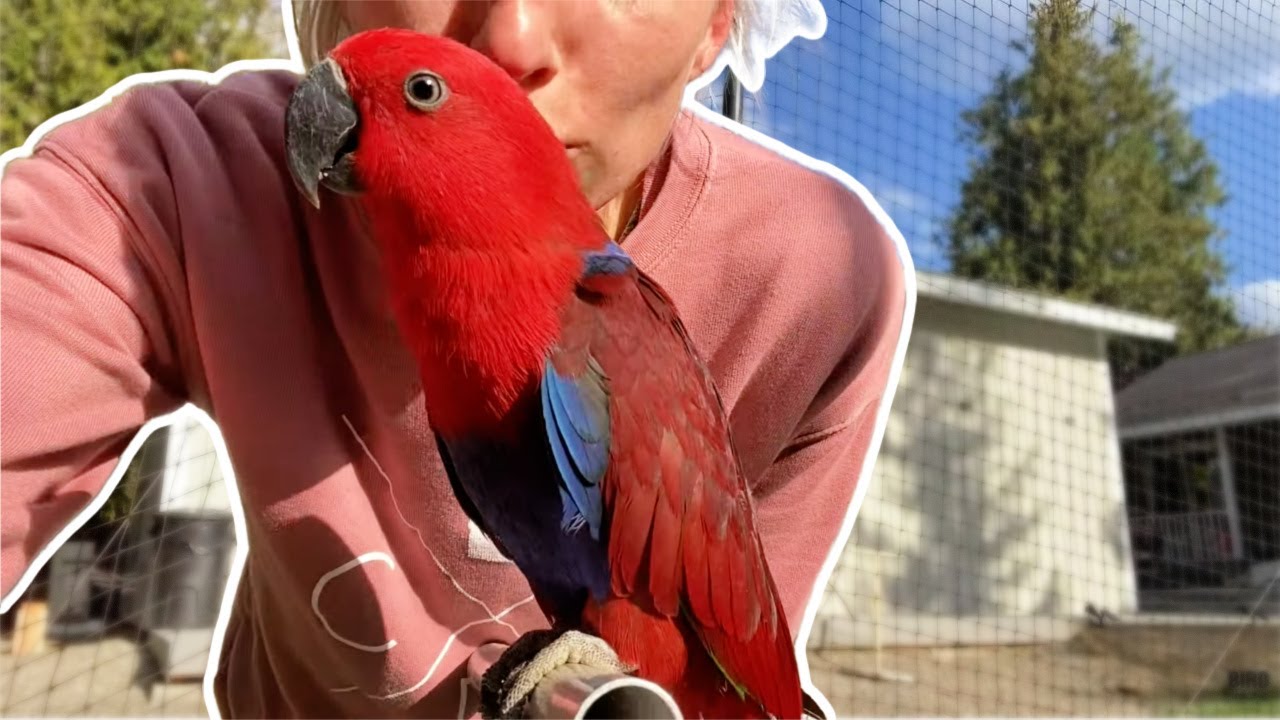 Fennel The Female Eclectus Parrot