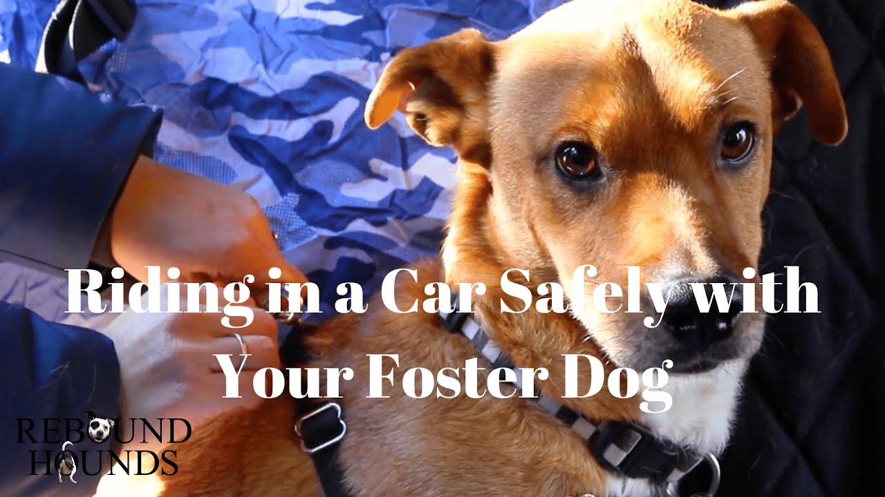 Riding in a Car Safely with Your Foster Dog