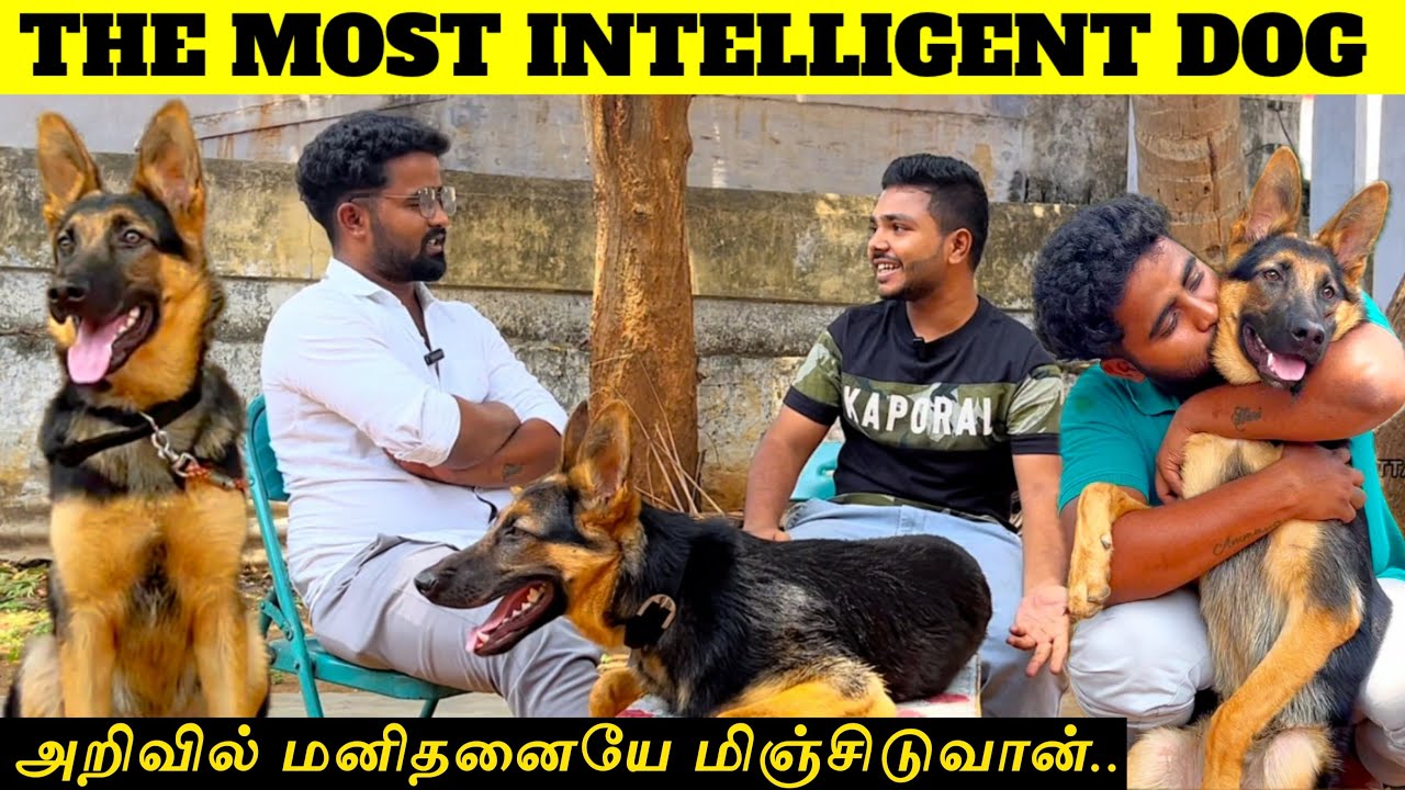 GERMAN SHEPHERD DOG TAMIL | GERMAN SHEPHERD DOG TRAINING TAMIL #germanshepherd #dog #training #tamil