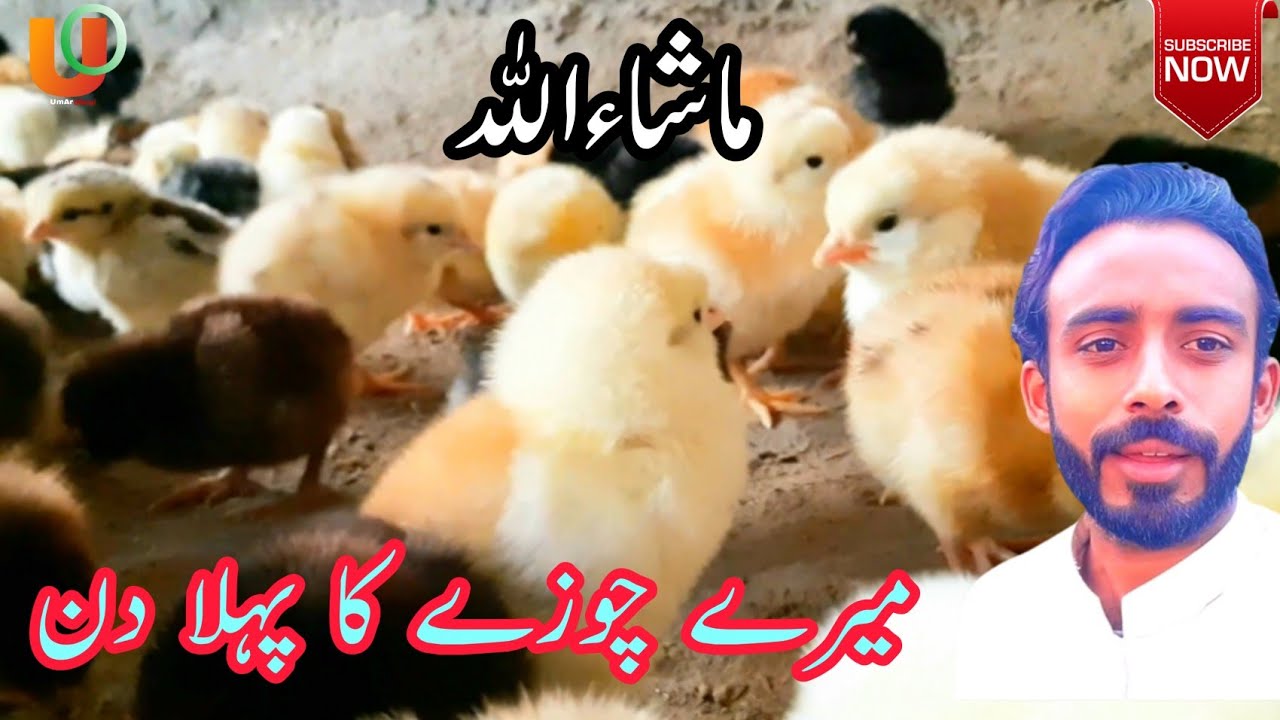 My chick's first day How does the chick hatch? desi choza kese pala jata hy