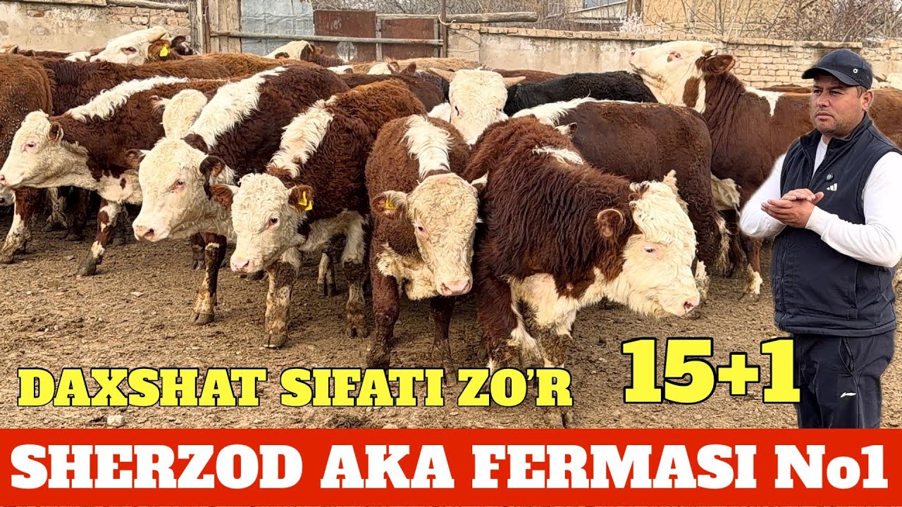 SHERZOD AKA FERMASI 15 mlndan 31 mlngacha MANA IMKON TANLAB OLING QACHON KELASIZ.