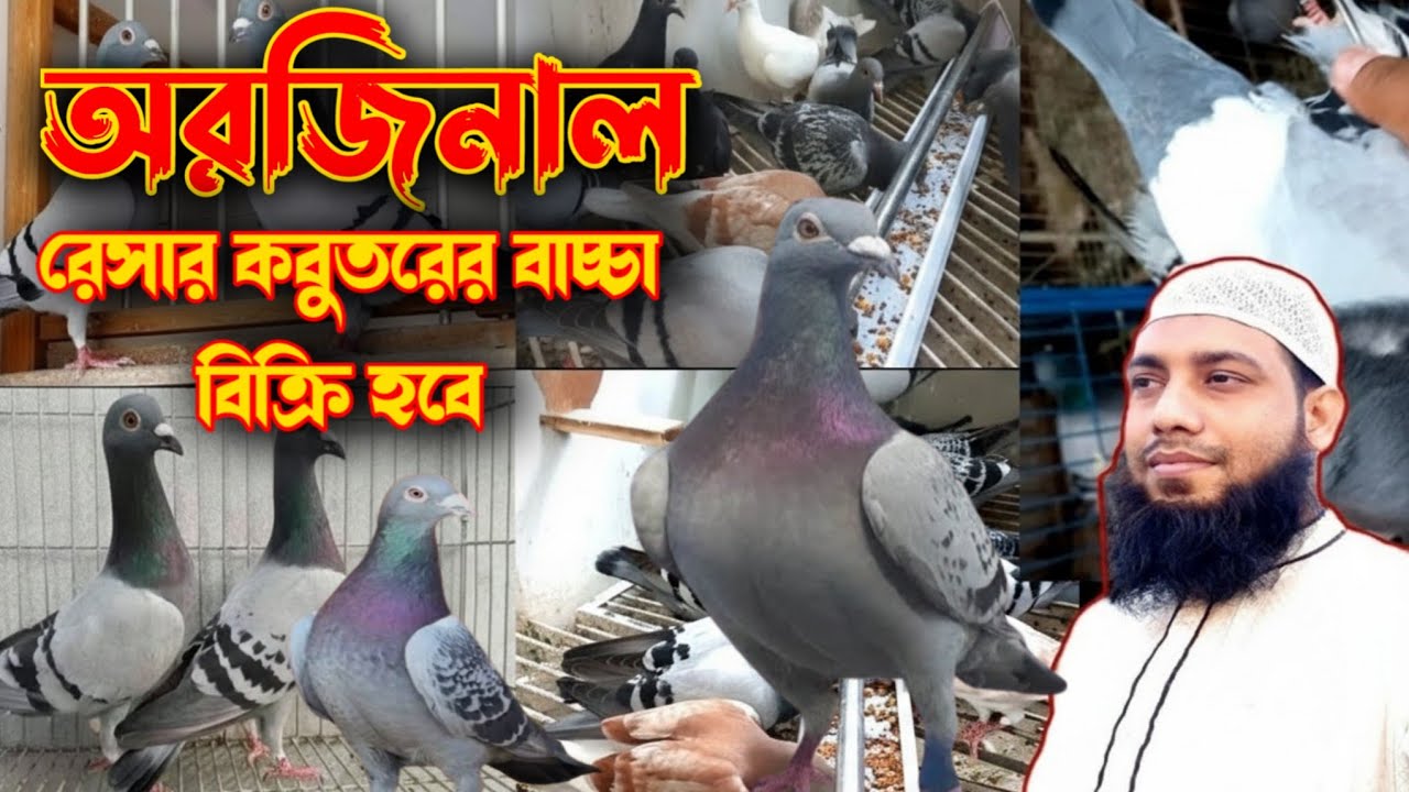 অরজিনাল রেসার কবুতরের বাচ্চা বিক্রি হবে |resar kabutar রেসার কবুতর| kabutar রেসার কবুতরের দাম