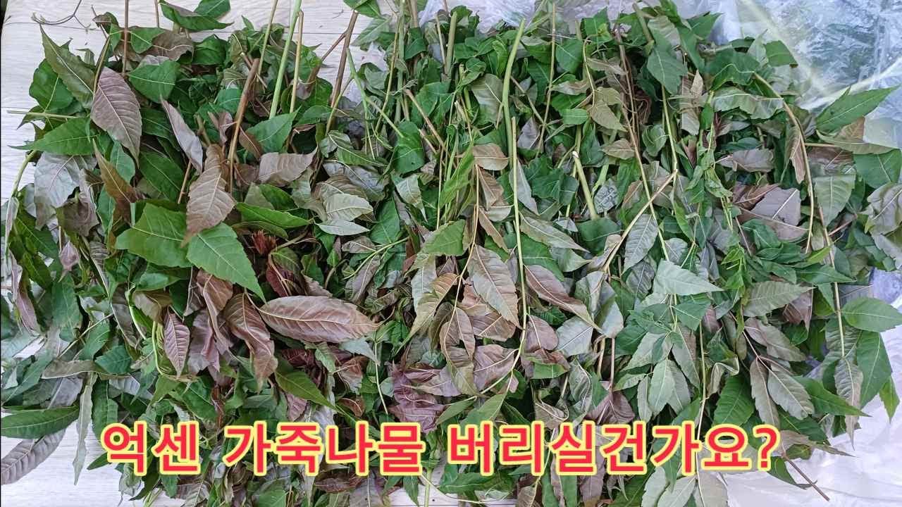 가죽나물 이거? 버리실 껀가요