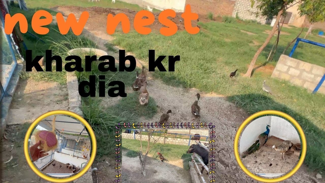 Love Birds  Ne Nest Khrab kar Dia 😌|Turkey Birds Ne Murgy Ko Mara