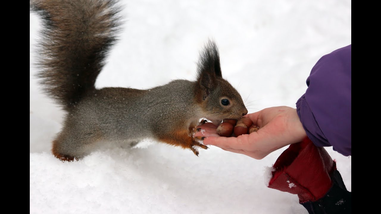 Белки и орешки (Squirrel and nuts)
