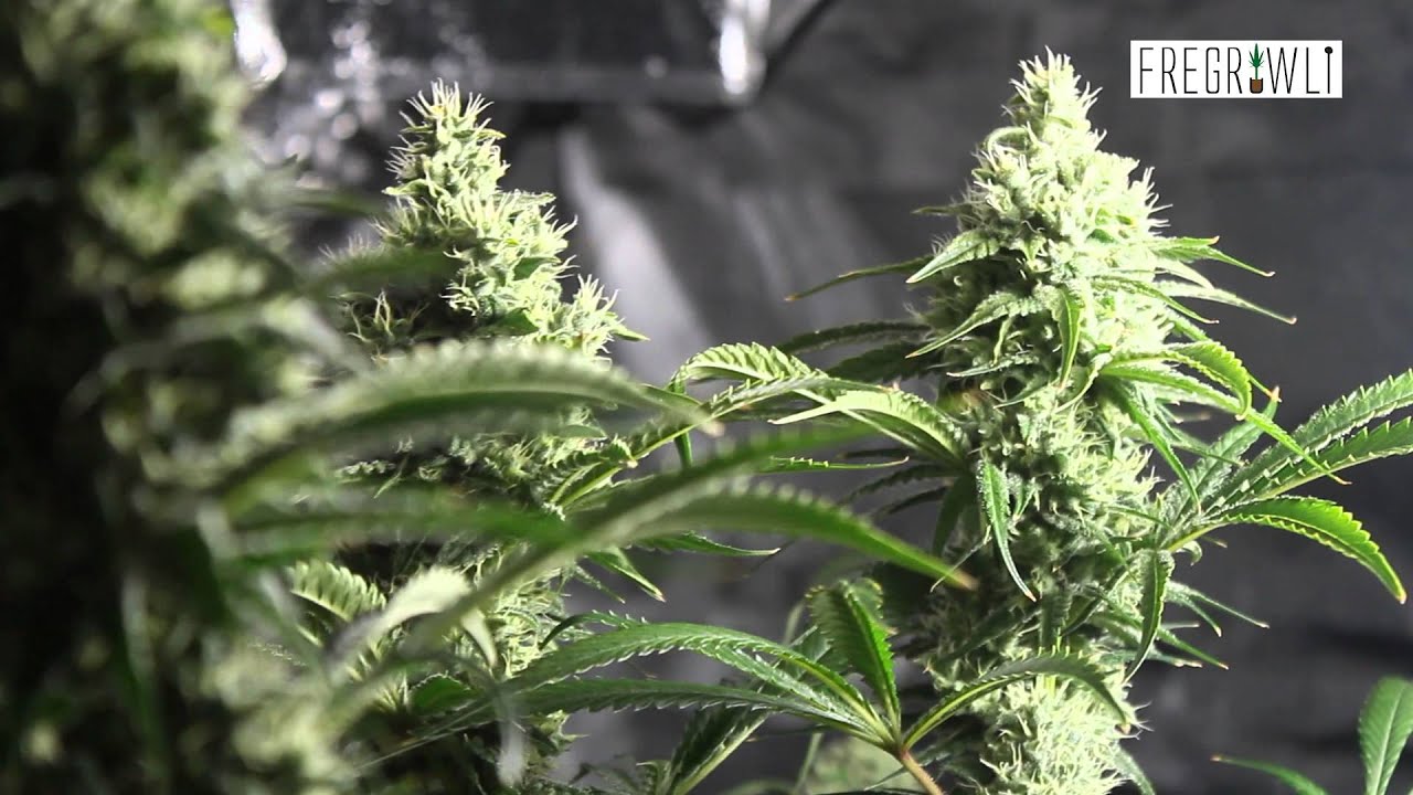 Day 42 Flower - Night Time Bud Shots - 1600w Silver Skunk 5x5 Tent