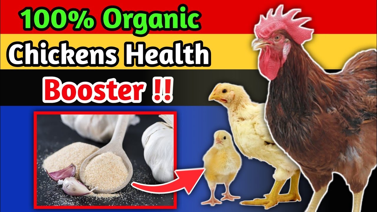100% Organic Chicken Health Booster👌| Feeding Garlic to Chickens & Process | Organic Chicken Farming