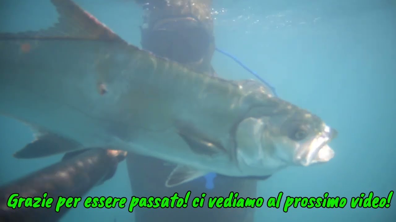 Leccia Amia (MASSYSUB)