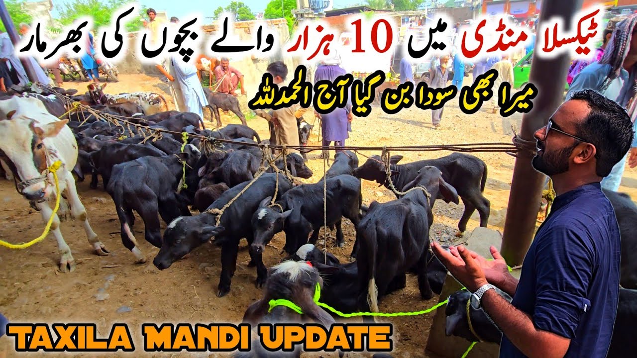 Taxila Mandi Today Latest Update 25 July 2025 | Alhamdulillah Mujy Janwar Mil Gaya Naseeb Ka Soda