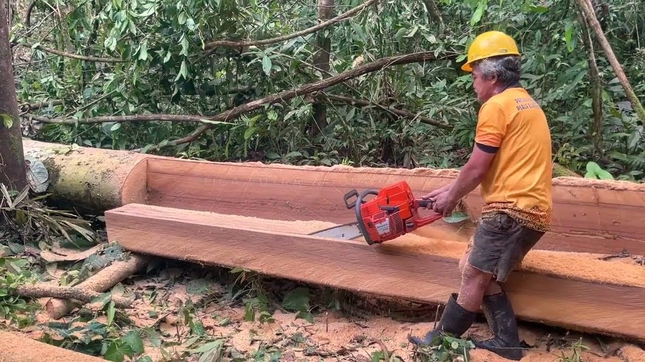 Mengolah kayu damar menggunakan mesin chinsaw husqvarna 395xp‼️