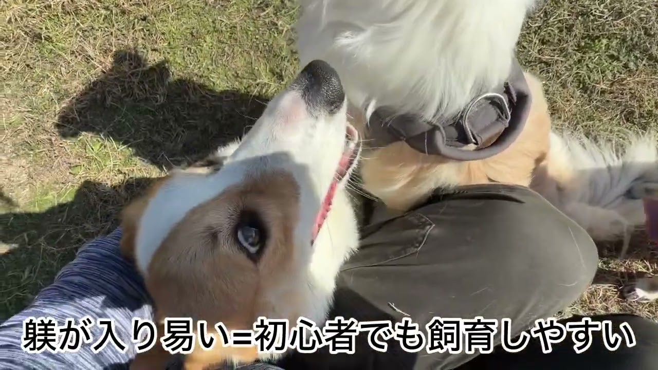 [賢い犬種選手権]他人でもコマンドが入るワンちゃんは誰だ！？