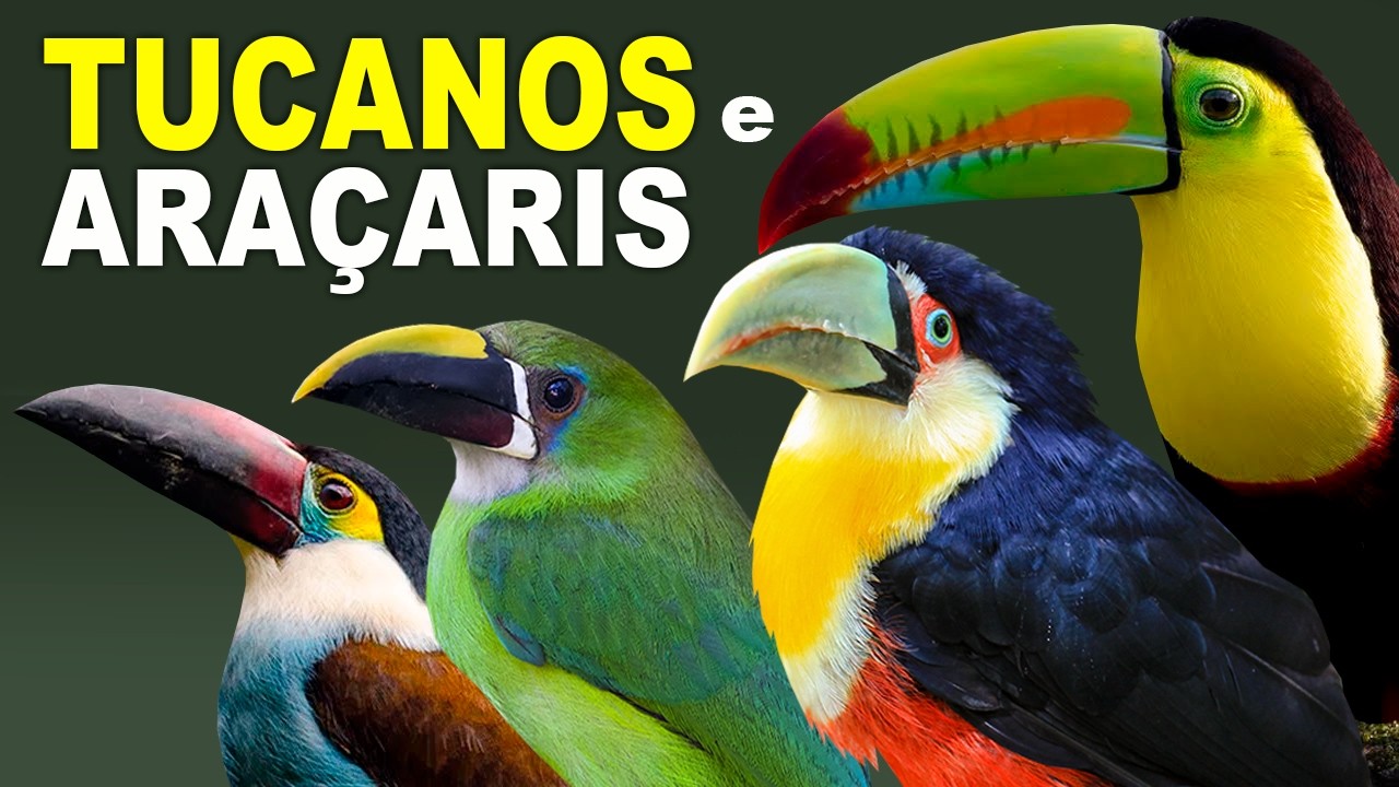 TUCANOS e ARAÇARIS | ESPÉCIES | RAMPHASTIDAE [TUCANO], [ARAÇARI], TUCANOS DO BRASIL