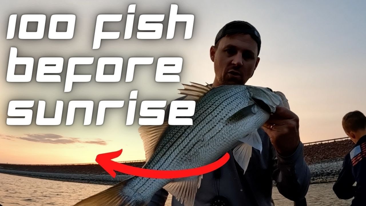 NON-STOP ACTION - White Bass and Hybrid Fishing