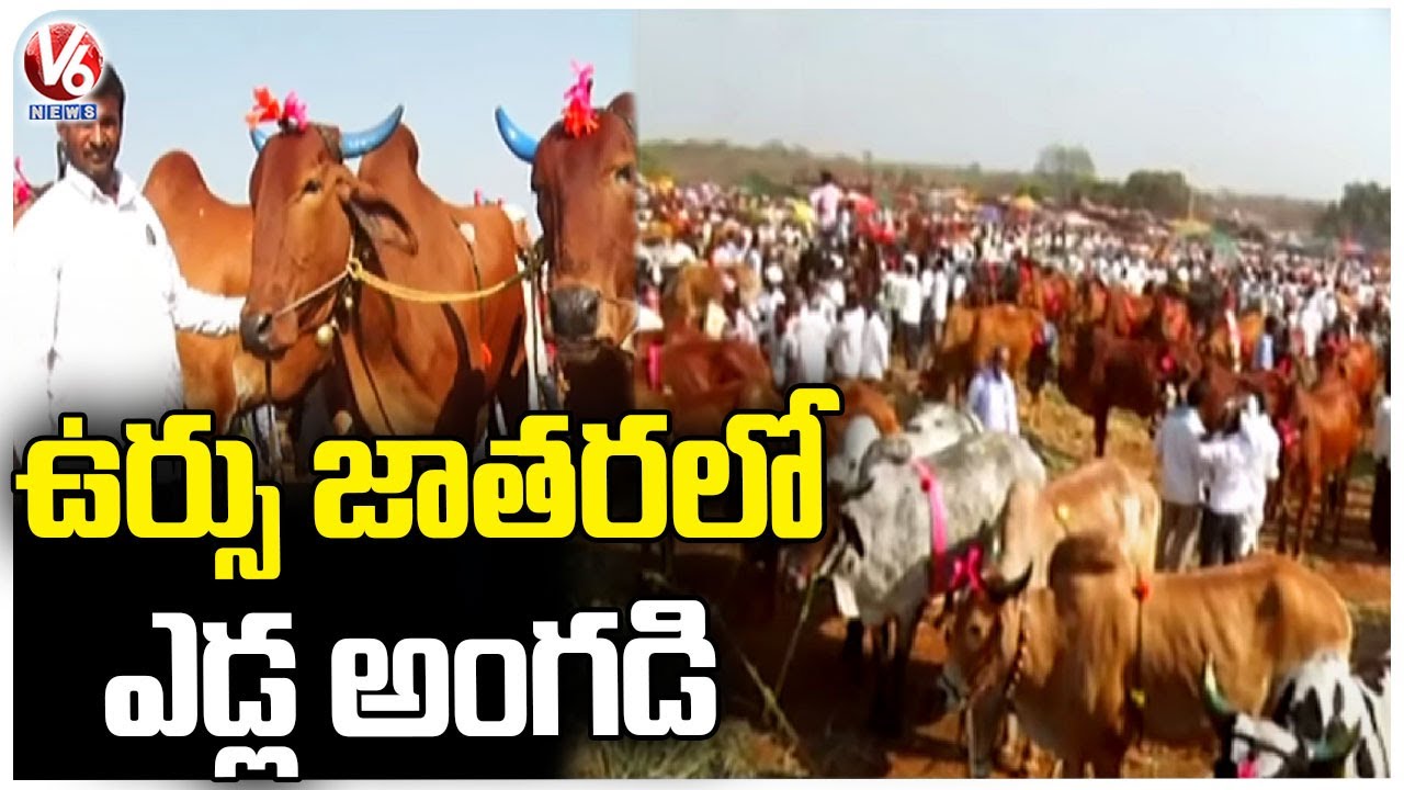 Ground Report On Ursu Jatara | Sangareddy | V6 News
