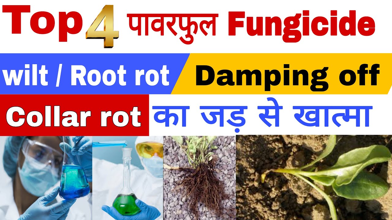 (जड़ गलन, व तना गलन ) soil born रोगों को रोकने के लिए सबसे ताकतवर फफूंदी नाशक | 4 fungicide |