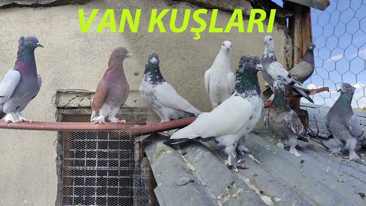 Van Kuşları / Satılık  Kuşlar