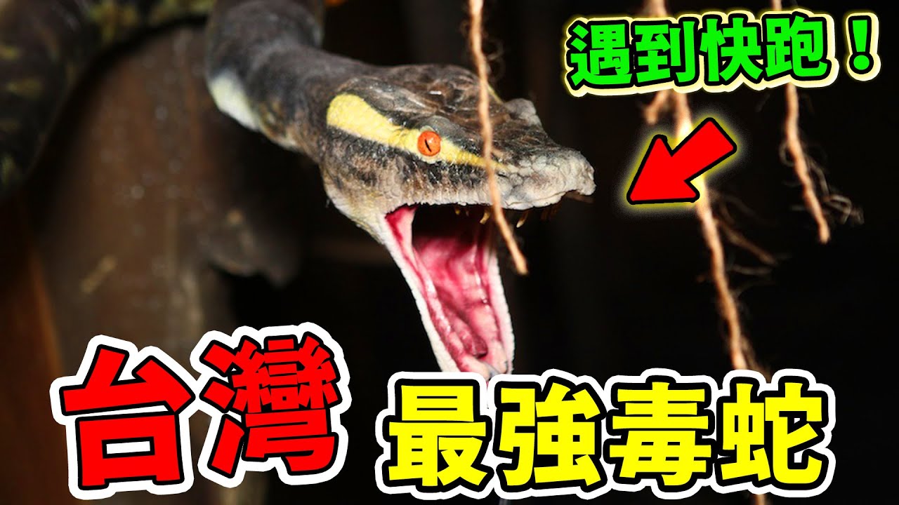 台灣最強的10種毒蛇！第十名沒毒卻年年被追殺，第八名台灣咬人率number 1，第一名百步之內讓人見閻王！