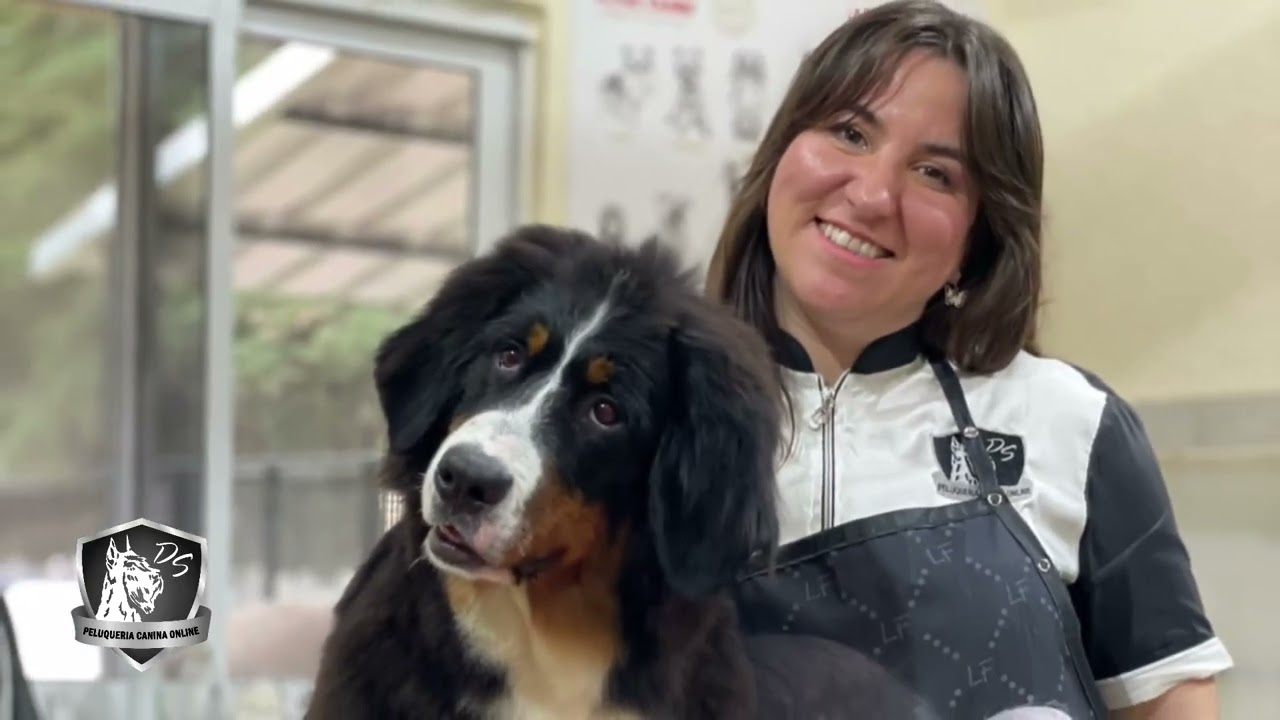 La peluquería canina del boyero de Berna por Daniela Scolaro para mundo mascota