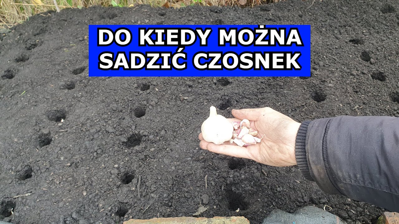 Do kiedy można sadzić Czosnek Zimowy. Czosnek Sadzenie w Grudniu. Czy można Sadzić Czosnek, Uprawa.