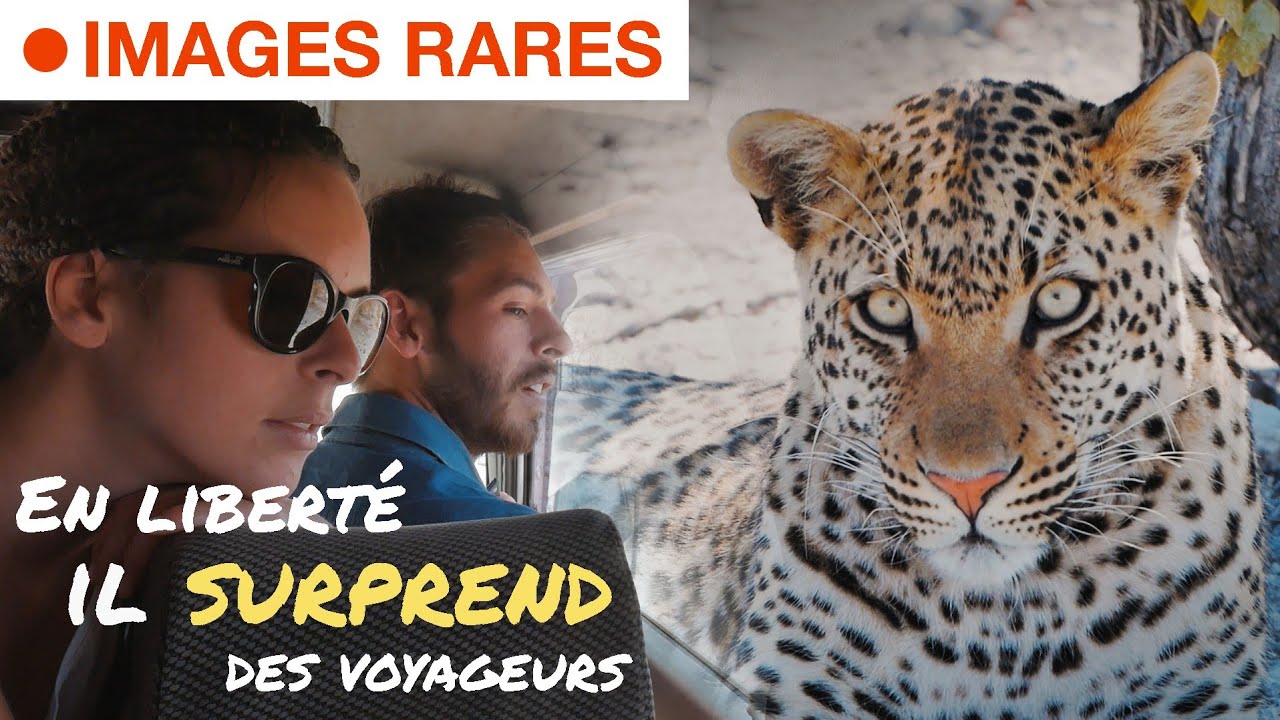 #56 CE LÉOPARD EN LIBERTÉ 😮 nous surprend en Namibie
