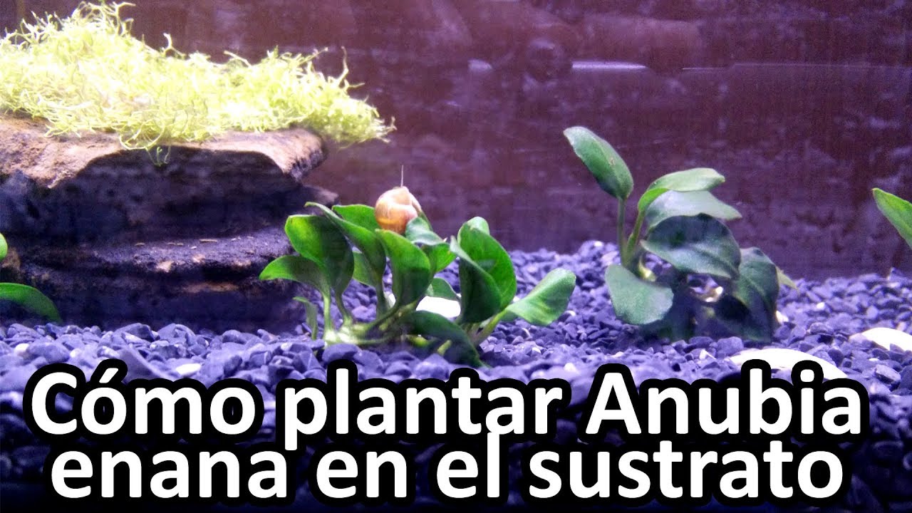 Cómo plantar Anubia Enana en el sustrato