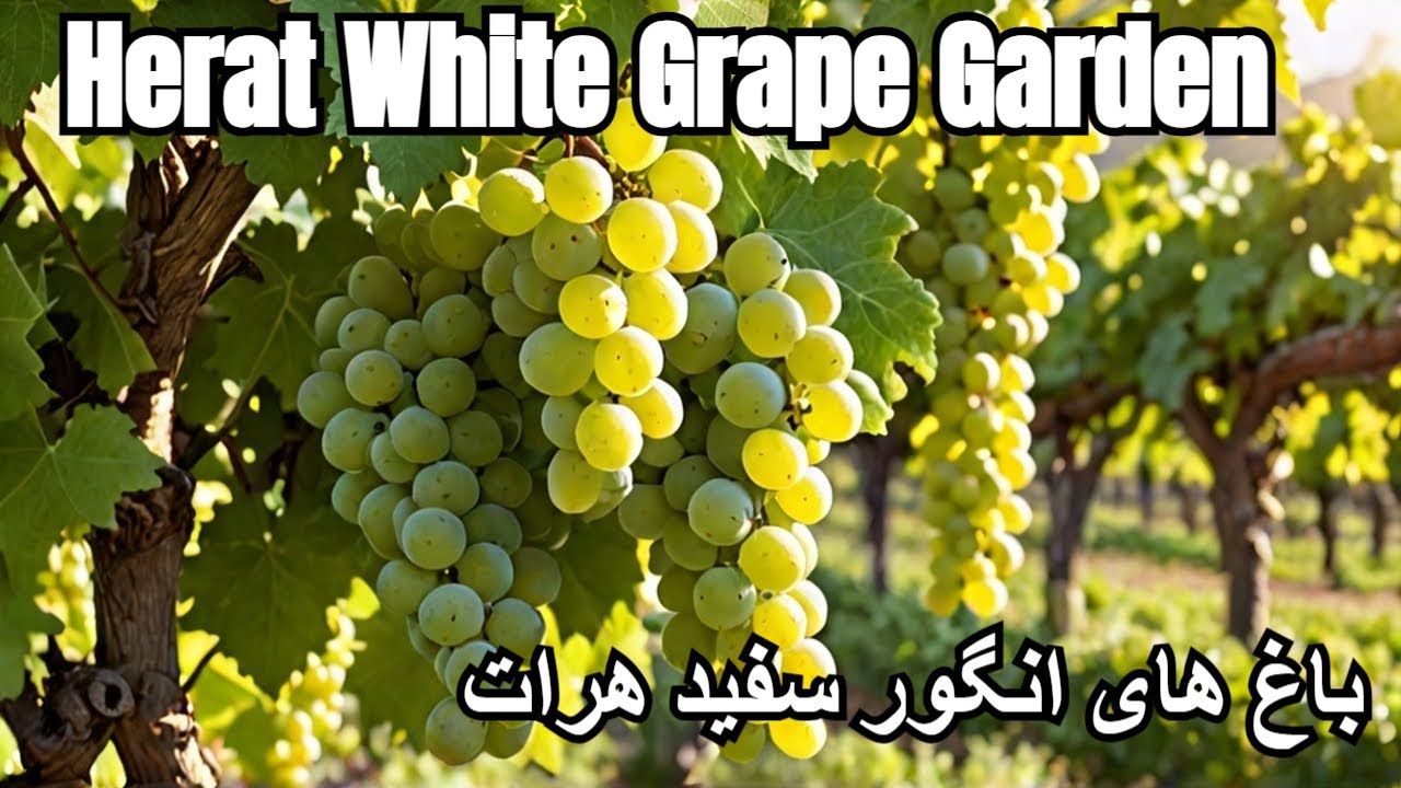 Herat White Grape Garden | باغ های انگور سفید هرات جان