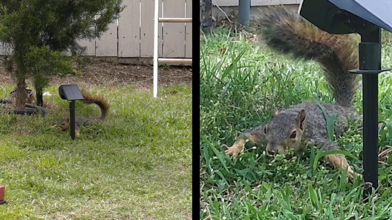 Tail Air 1/2 - with squirrel AI tracking